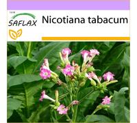 Saflax - 250 seeds - Common Tobacco - Tabac - Pianta del tabacco - Tabaco de Virginia - Echter Virginischer Tabak