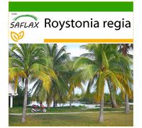 Saflax - 8 seeds - With substrate - Cuban Royal Palm - Palmier royal de Cuba - Palma reale cubana - Palmera real cubana - Cubanische Königspalme