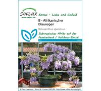 Saflax Bonsai - African Wisteria - 1 Pkg