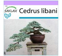 SAFLAX Bonsai Lebanon Cedar Cedrus libani - 20 Seeds, Frost-Hardy Conifer with Cultivation Guide