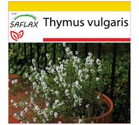 SAFLAX - Cultivation set - Common Thyme - 200 seeds - With mini greenhouse, growing substrate and 2 pots - Thymus vulgaris