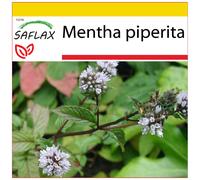 SAFLAX - Cultivation set - Peppermint - 300 seeds - With mini greenhouse, growing substrate and 2 pots - Mentha piperita