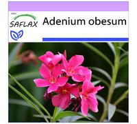 SAFLAX - Desert Rose - 8 seeds - Adenium obesum