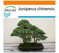 SAFLAX - Garden in the bag - Bonsai - Chinese Juniper - 30 seeds - With growing substrate in a practical, self-erecting bag - Juniperus chinensis
