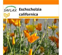 SAFLAX - Garden in the bag - California poppy - 1500 seeds - With growing substrate in a practical, self-erecting bag - Eschscholzia californica
