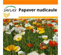 SAFLAX - Garden in the bag - Iceland poppy mix - 8000 seeds - With growing substrate in a practical, self-erecting bag - Papaver nudicaule