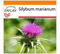 SAFLAX - Garden in the bag - Milk thistle - 75 seeds - With growing substrate in a practical, self-erecting bag - Silybum marianum
