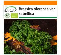 SAFLAX - Garden in the Bag - Organic - Kale - Westland Winter - 70 seeds - With substrate in a fitting stand up bag - Brassica oleracea var. sabellica