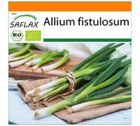 SAFLAX - Garden in the Bag - Organic - Salad Onion - Japanese Ishikura - 150 seeds - With substrate in a fitting stand up bag - Allium fistulosum