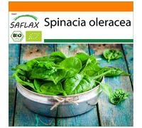 SAFLAX - Garden in the Bag - Organic - Spinach - Giant Winter - 250 seeds - With substrate in a fitting stand up bag - Spinacia oleracea