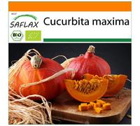 SAFLAX - Garden in the Bag - Organic - Squash - Hokkaido - 5 seeds - With substrate in a fitting stand up bag - Cucurbita maxima