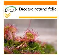 SAFLAX - Garden in the Bag - Round Leaved Sundew - 50 seeds - With substrate in a fitting stand up bag - Drosera rotundifolia