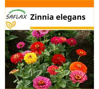 SAFLAX - Garden in the bag - Zinnia Mix - 50 seeds - With growing substrate in a practical, self-erecting bag - Zinnia elegans