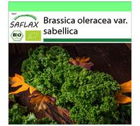 SAFLAX - Garden to go - Organic - Kale - Westland Winter - 70 seeds - With pot, climate lid and growing substrate - Brassica oleracea var. sabellica