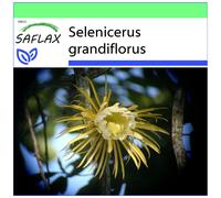 SAFLAX - Garden to go - Queen of the Night - 40 seeds - With pot, climate lid and growing substrate - Selenicerus grandiflorus