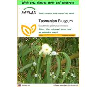 SAFLAX - Garden to go - Tasmanian Bluegum - 100 Seeds