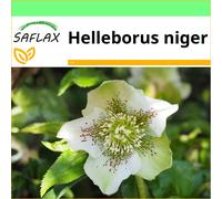 SAFLAX - Garden to go - White Christmas Rose - 6 seeds - With pot, climate lid and growing substrate - Helleborus niger