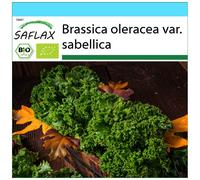 SAFLAX - Gift Set - Organic - Kale - Westland Winter - 70 seeds - With gift box, card, label and potting substrate - Brassica oleracea var. sabellica