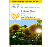 SAFLAX - Growing kit - Sunflower Titan - 20 Seeds