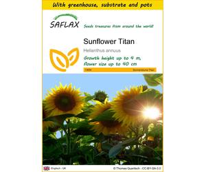 SAFLAX - Growing kit - Sunflower Titan - 20 Seeds