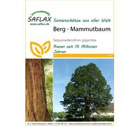 Saflax Mountain - Sequoia - 1 Pkg