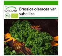 SAFLAX - Organic - Kale - Westland Winter - 70 seeds - With potting substrate for better cultivation - Brassica oleracea var. sabellica