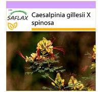 SAFLAX - Peacock Shrub - 10 seeds - Caesalpinia gillesii X spinosa