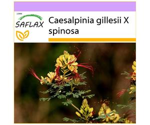 SAFLAX - Peacock Shrub - 10 seeds - Caesalpinia gillesii X spinosa
