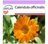 SAFLAX - Pot Marygold - 50 seeds - Calendula officinalis
