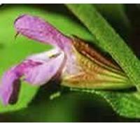 Sage Flower Essences 30ml Prepared from FES Stock Essences