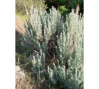 Sagebrush Flower Essence 30ml Dosage Prepared from FES Stock Essences