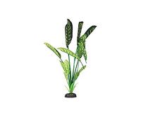 Saggitaria Green & Yellow Silk Plant 50cm by KenKoi