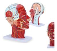 Sagittal Section Anatomy of the Head, Life-Size Human Half Neck Anatomy Model, 1:1 Face Muscle Model,Human Half Superficial Neurovascular Musculature Model