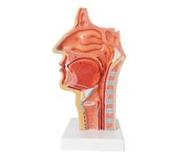 Sagittal Section Human Nasal Cavity, Oral and Throat Anatomy Model Life-Size Anatomical for Teaching Rhinitis, Polyps Human Model