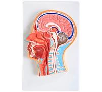 Sagittal Section of The Head Mid-Section Model - Anatomical Model of The Human Head - Medical Anatomy of The Human Half-Head Model - for Teaching Research