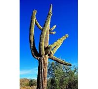 Saguaro Flower Essences 30ml Dosage Prepared from FES Stock Essences.