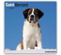 Saint Bernard 2025 Square Wall Calendar | Dog Breed Calendar