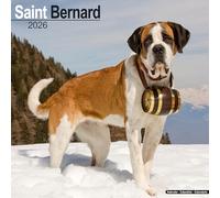 Saint Bernard 2026 Calendar | Square Wall Calendar | Dog Breed Gift | Plastic Free Packaging | by Avonside Publishing