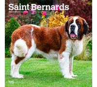 Saint Bernards 2025 12 X 24 Inch Monthly Square Wall Calendar Plastic-Free