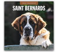 Saint Bernards 2026 Square Wall Calendar