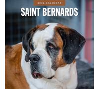 Saint Bernards - 2026 Square Wall Calendar - by Red Robin Publishing