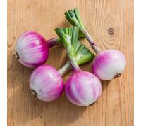 Salad Onion Ruby Red Seeds Dual-Purpose Mild Sweet Onions For Salad & Cooking 1 X Packet 100 Seeds By Thompson & Morgan