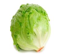 Salad Plants, Lettuce 'Iceberg', 12 x Plug Plant Pack, Lettuce Plants, Iceberg Lettuce, Garden Ready and Ready to Plant, Premium Quality Lettuces