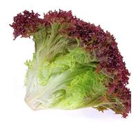 Salad Plants - Lettuce 'Lollo Rosso' - 12 x Full Plant Pack - Garden Plants - Lettuce Plants - Greenhouse - Veg Bed - Kitchen - Garden Ready + Ready to Plant - Premium Quality Plants