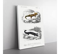 Salamander Illustrations Pl. 18 By Charles D' Orbigny Vintage Canvas Wall Art Print Ready to Hang, Framed Picture for Living Room Bedroom Home Office Décor, 50x35 cm (20x14 Inch)