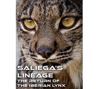 Saliega's Lineage, the Return of the Iberian Lynx