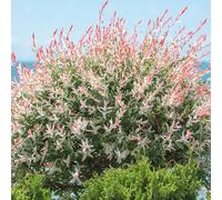 Salix integra Hakuro Nishiki - Flamingo Willow - Plant in 5 L Pot