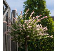Salix intergra 'Hakuro - Nishiki' Flamingo Dwarf Willow Tree, 3L (Stem 60-70cm: Head 20cm: Overall Height inc pot 100-110cm)
