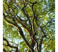 Salix Matsudana Tortuosa | Dragons Claw Willow | Ornamental Garden Tree | 5-6Ft