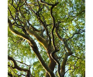 Salix Matsudana Tortuosa | Dragons Claw Willow | Ornamental Garden Tree | 5-6Ft